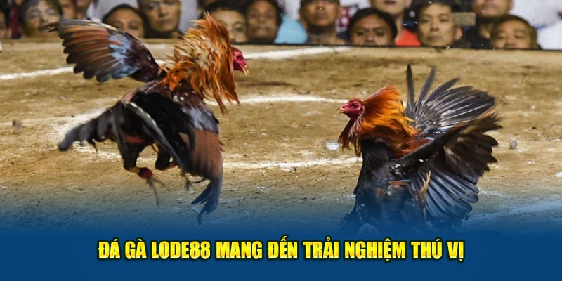 Đá gà Lode88 mang đến trải nghiệm thú vị