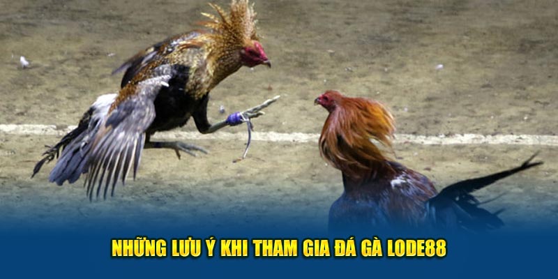 Những lưu ý khi tham gia đá gà Lode88