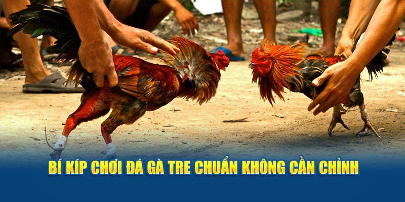 Bí kíp chơi đá gà tre từ Daga88 chuẩn không cần chỉnh