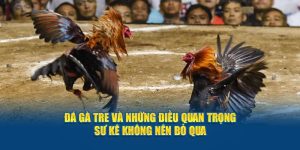 đá gà tre và những điều quan trọng