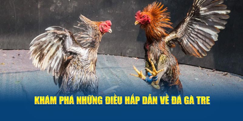 Khám phá những điều hấp dẫn về đá gà tre