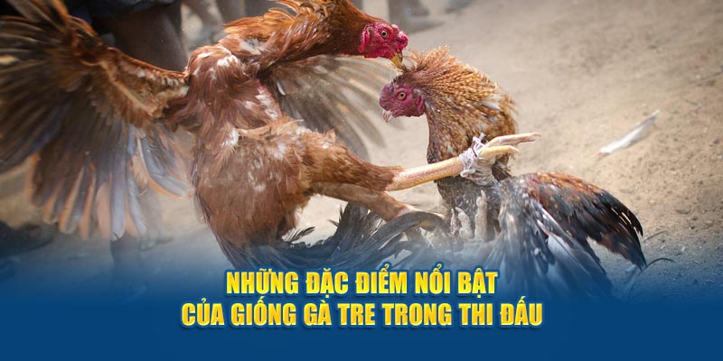 Những đặc điểm của giống gà tre trong thi đấu