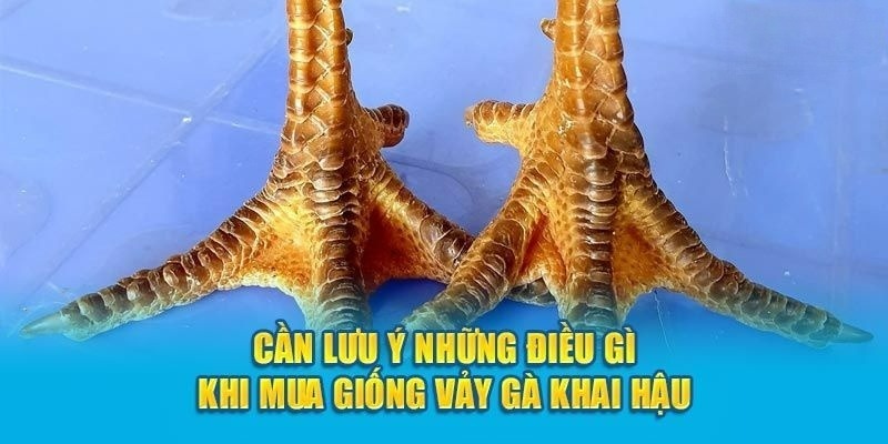 Một số chú ý quan trọng khi chọn gà vảy khai hậu từ nhà cái lode88